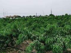 -南汇老顾农家乐采摘大团水蜜桃采摘店