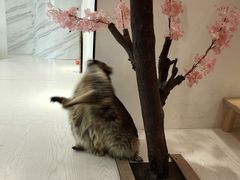-浣熊柯尔鸭土拨鼠·电玩咖