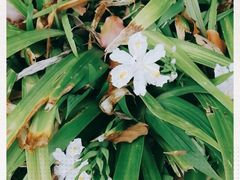 -新虹桥中心花园