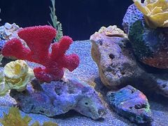 -上海海洋水族馆