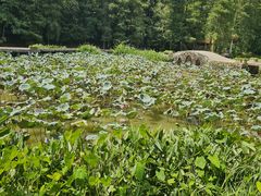 -深圳仙湖植物园