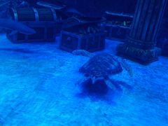 -芜湖新华联大白鲸海洋公园