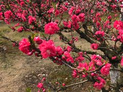 -白塘生态植物园