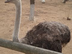 -大连森林动物园