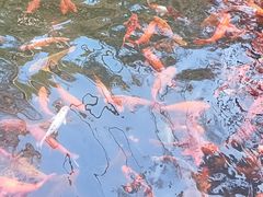 -千岛湖东南湖区