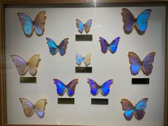 -上海昆虫博物馆