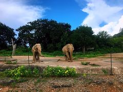 -清迈夜间动物园