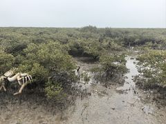 -北海金海湾红树林生态旅游区