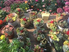 -三圣花乡旅游区