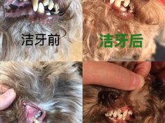 -芭比堂动物医院·CT·微创中心(新顺分院)