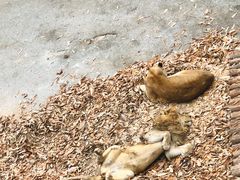 -大连森林动物园