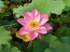 -莲花池公园