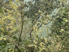 -羚羊峡古栈道森林公园