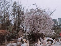 -成都动物园