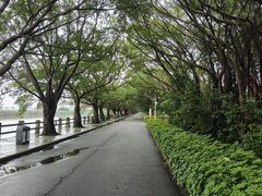 -大湾区中央湿地公园