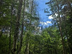 -五营红松林海景区