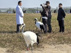 -盐城丹顶鹤湿地生态旅游区