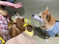 -逗柴咖啡屋·狗咖猫咖宠物桌游