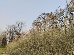 -汉长安城未央宫国家考古遗址公园