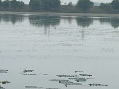 -雅和生态渔庄·宜城锅巴饭(龙灵山公园店)