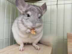 -爱宠屋pet shop·宠物洗澡·宠物美容