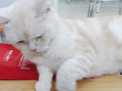 -瑞派动物医院·猫专科·至诚(江南中分院)