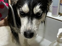 -创凡宠物医院·骨专科  猫科中心(西乡分院)