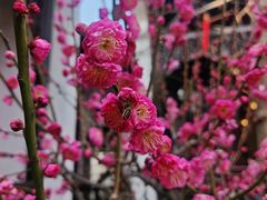 -大鸭梨烤鸭·北京菜(南小街/南苑店)