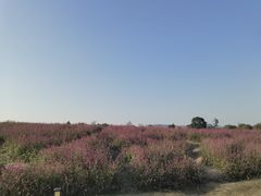 -径山花海