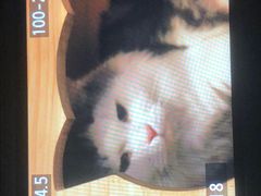 -Mr.Fox狐狸先生超级密室(南山店)
