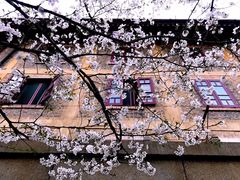 -武汉大学-樱园