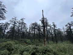 -瓦屋山景区