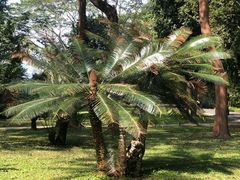 -中国科学院西双版纳热带植物园