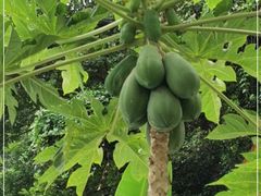 -云溪植物园