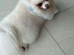 -乐琪宠物医院·犬猫专科·骨外科·急重症