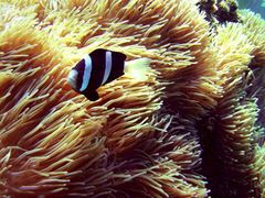 -东姑阿都拉曼海洋公园