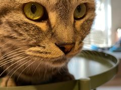 -猫儿山۰猫主题餐厅