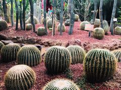 -呀路古热带植物园