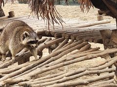 -石家庄市动物园