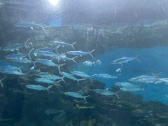 -福州罗源湾海洋世界旅游区