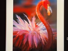 -罗红摄影艺术馆