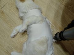 -爱侣·安琦尔宠物医院·中兽医针灸·心内科·狂犬免疫点(宝山区院)