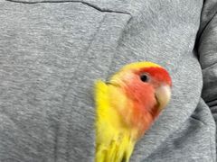 -雨林宠物医院 非犬猫异宠专科