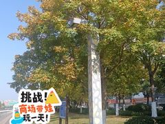 -燕鸣岛