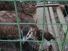 -瑞丽独树成林风景区