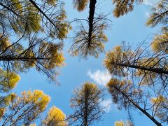 -塞罕坝国家级自然保护区