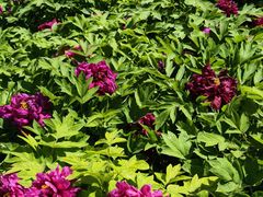 -太阳宫公园