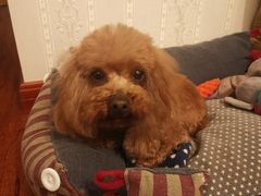 -PETKIT 小佩宠物·低压洗护·美容·寄养(安远店)