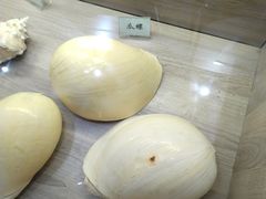 -广东惠东海龟国家级自然保护区
