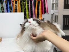 -青奢宠物·青奢猫舍